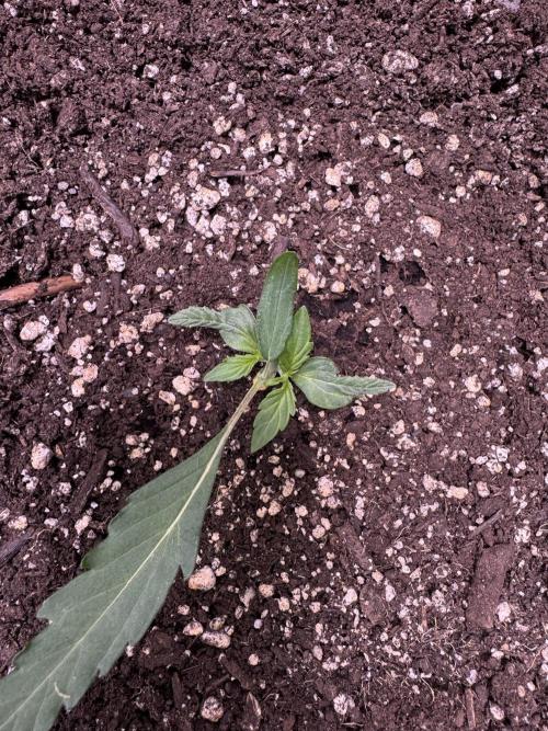 Wurlz F1 Autoflower - Zamnesia Seeds. Week 2