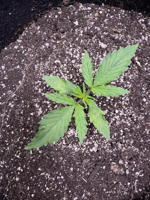 CBD Lemon Auto - Herbies Seeds. Week 2