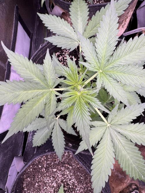 Caramel Auto - FastBuds. Week 4