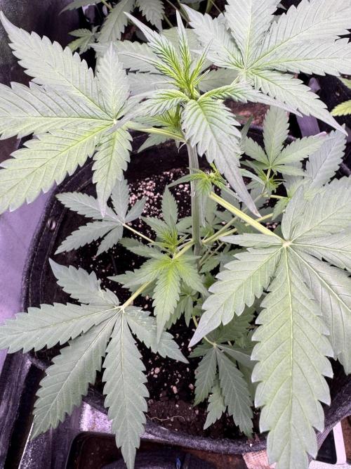 Caramel Auto - FastBuds. Week 4