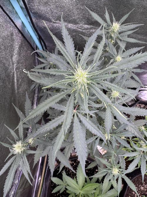 AUTO WHITE WIDOW - Divine Seeds. Week 6