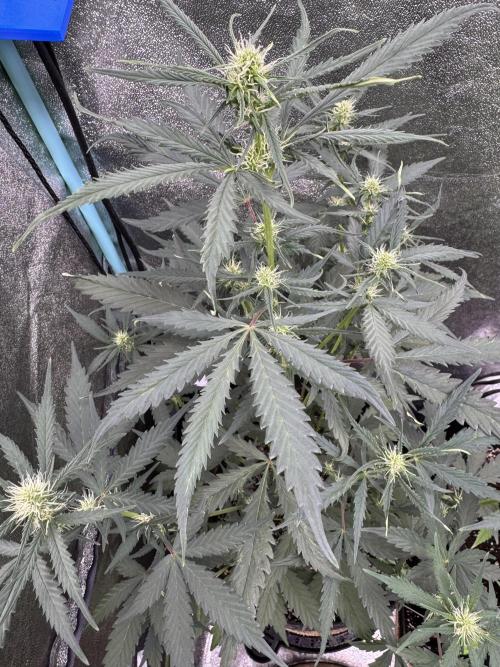 AUTO WHITE WIDOW - Divine Seeds. Week 6