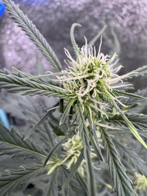 AUTO WHITE WIDOW - Divine Seeds. Week 6