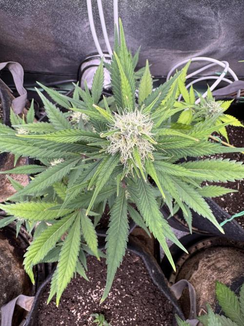 Zkittelz XL Auto - Ganja Farmer Seeds. Week 8