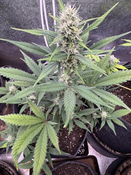 Zkittelz XL Auto - Ganja Farmer Seeds. Week 8