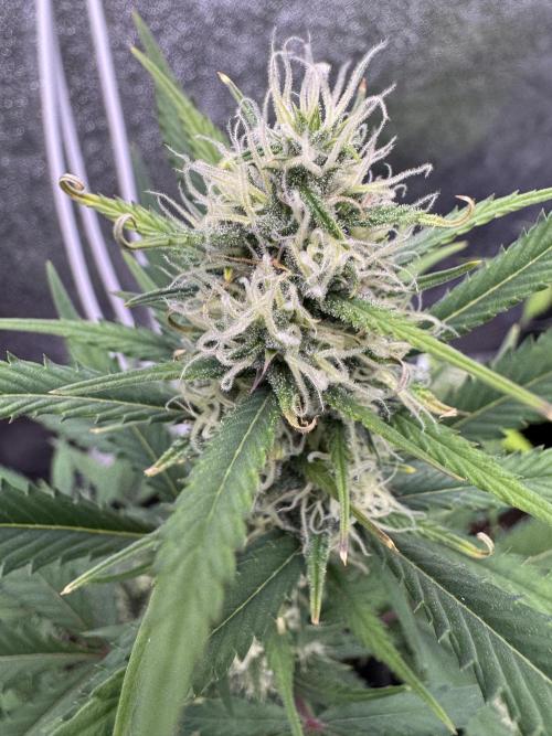 Zkittelz XL Auto - Ganja Farmer Seeds. Week 8
