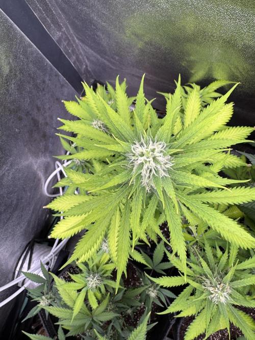 Elephant Berry Auto. Week 8