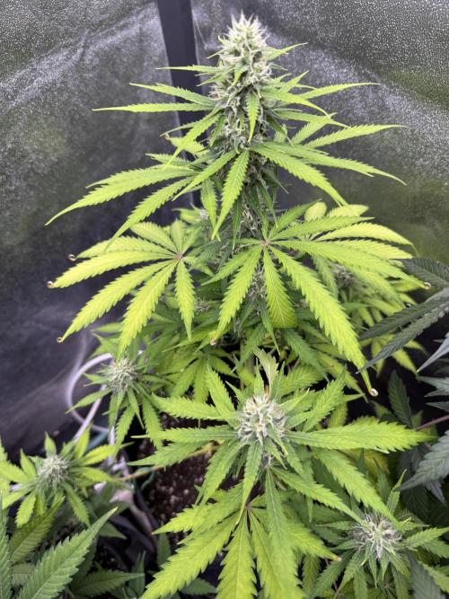 Elephant Berry Auto. Week 8