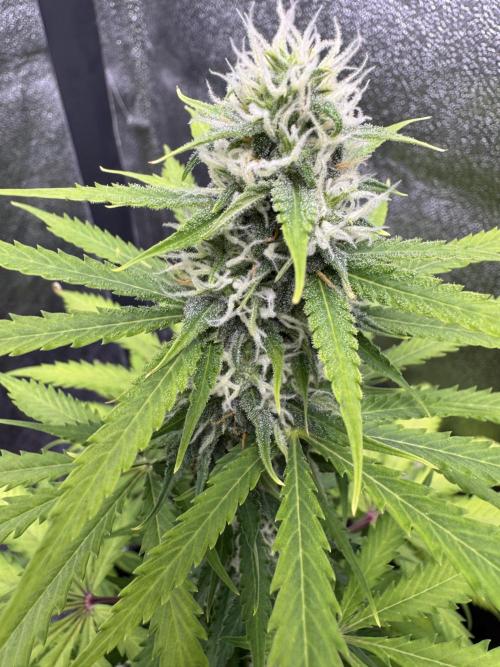 Elephant Berry Auto. Week 8