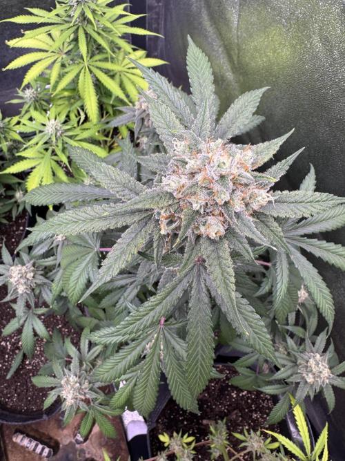 Auto Opium - Divine Seeds. Week 10