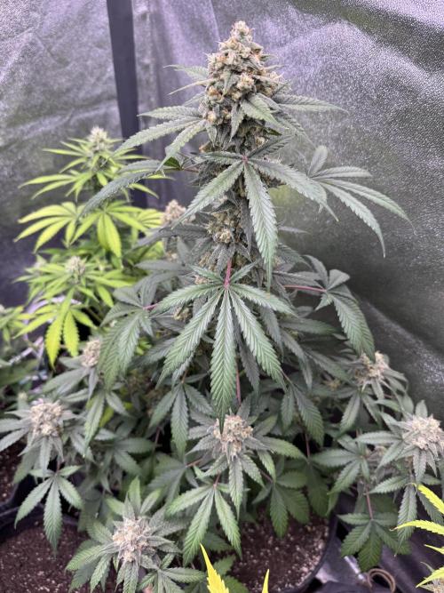 Auto Opium - Divine Seeds. Week 10