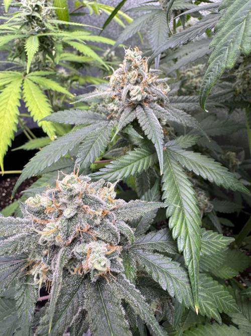 Auto Opium - Divine Seeds. Week 10