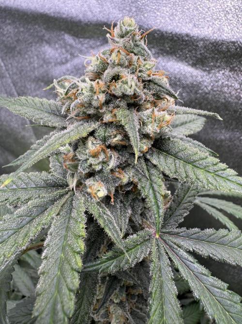 Auto Opium - Divine Seeds. Week 10