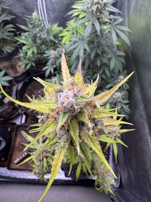 AUTO FRACTAL - Divine Seeds. Week 11