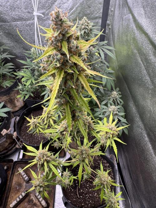 AUTO FRACTAL - Divine Seeds. Week 11