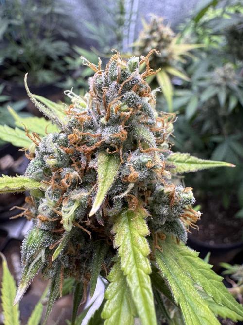 AUTO FRACTAL - Divine Seeds. Week 11