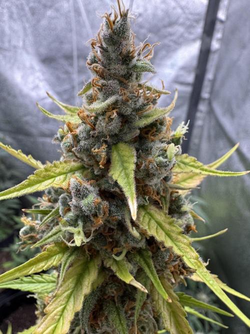 AUTO FRACTAL - Divine Seeds. Week 11