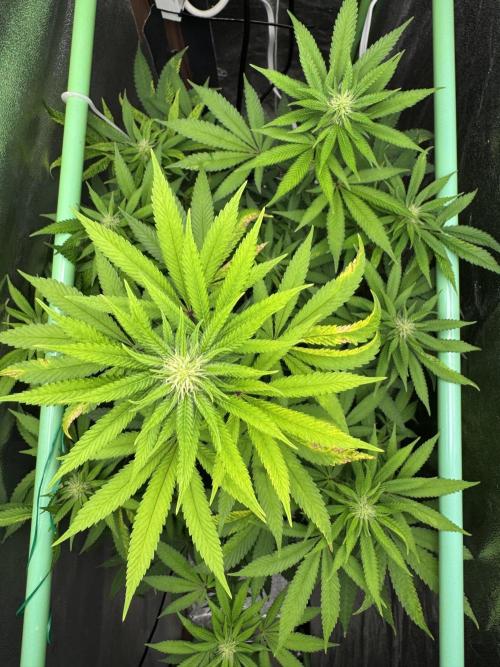 Auto Big Demon by Divine Seeds. Week 12