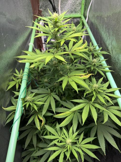 Auto Big Demon by Divine Seeds. Week 12