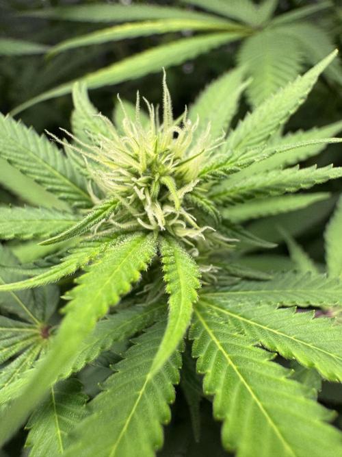 Auto Big Demon by Divine Seeds. Week 12