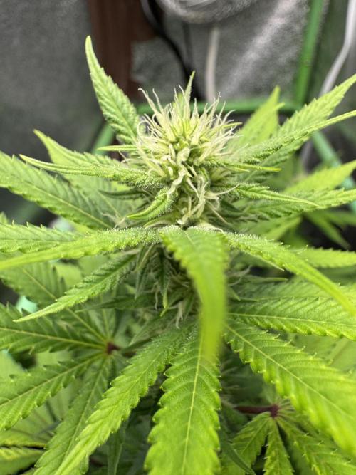 Auto Big Demon by Divine Seeds. Week 12