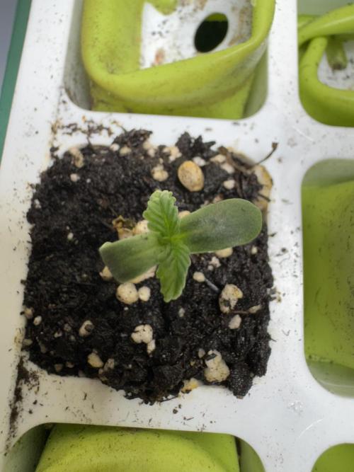 Apple Betty Auto from Herbies Seeds. Week 0