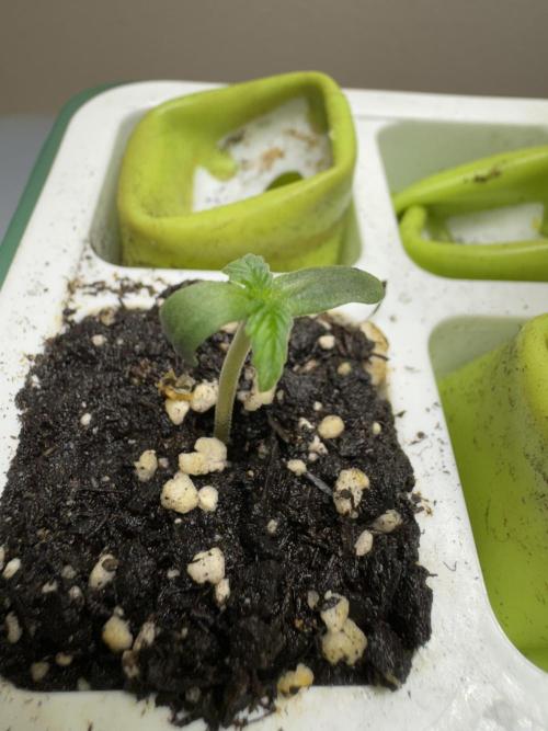 Apple Betty Auto from Herbies Seeds. Week 0