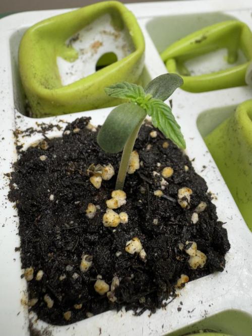 Apple Betty Auto from Herbies Seeds. Week 0