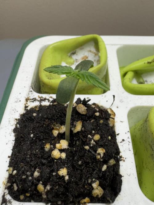 Apple Betty Auto from Herbies Seeds. Week 0