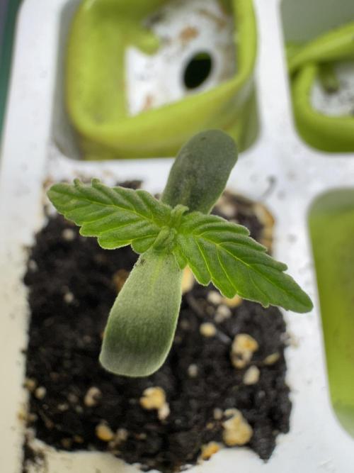 Apple Betty Auto from Herbies Seeds. Week 0