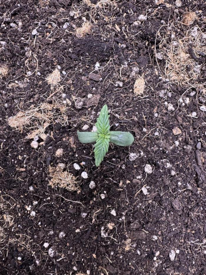 Apple Betty Auto from Herbies Seeds. Week 1