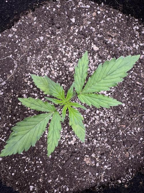 CBD Lemon Auto - Herbies Seeds. Week 2