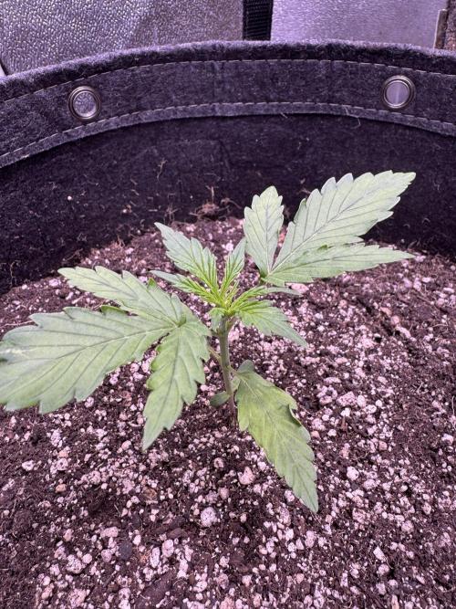 CBD Lemon Auto - Herbies Seeds. Week 2