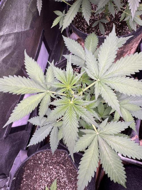 Caramel Auto - FastBuds. Week 5