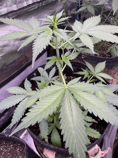 Caramel Auto - FastBuds. Week 5