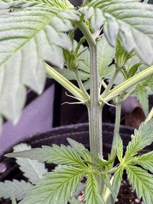 Caramel Auto - FastBuds. Week 5