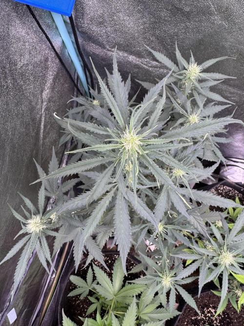 AUTO WHITE WIDOW - Divine Seeds. Week 7