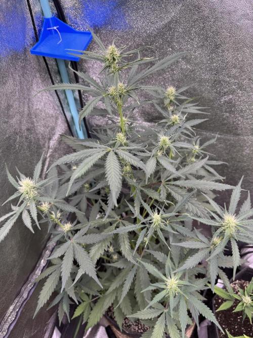 AUTO WHITE WIDOW - Divine Seeds. Week 7