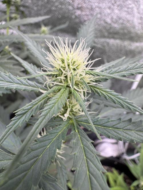 AUTO WHITE WIDOW - Divine Seeds. Week 7