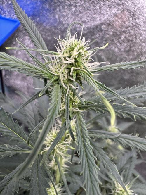 AUTO WHITE WIDOW - Divine Seeds. Week 7