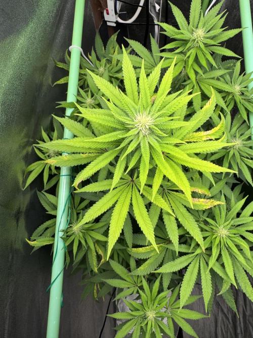 Auto Big Demon by Divine Seeds. Week 12