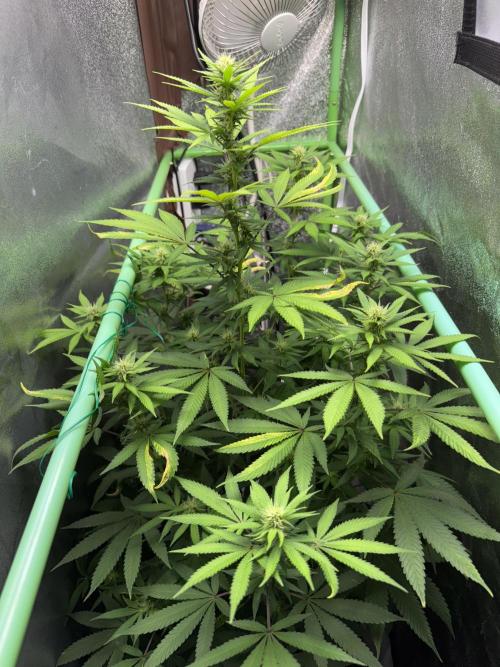 Auto Big Demon by Divine Seeds. Week 12