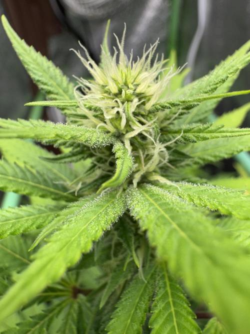 Auto Big Demon by Divine Seeds. Week 12