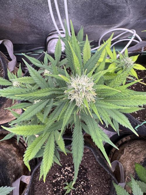 Zkittelz XL Auto - Ganja Farmer Seeds. Week 8