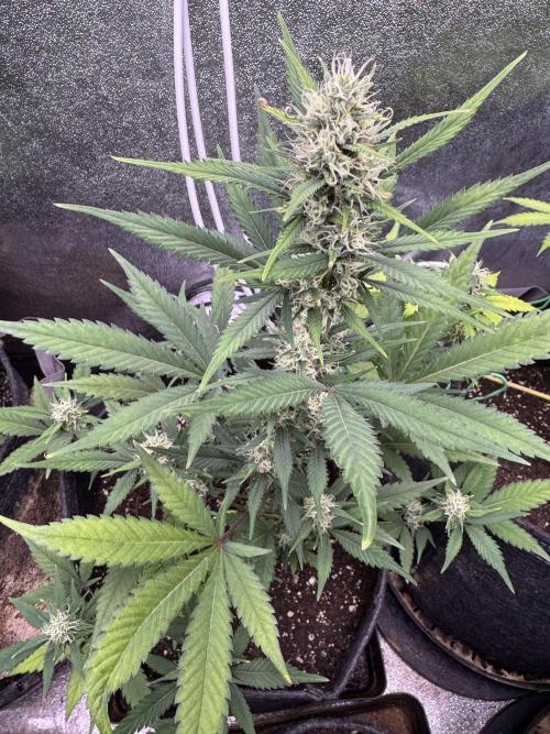 Zkittelz XL Auto - Ganja Farmer Seeds. Week 8