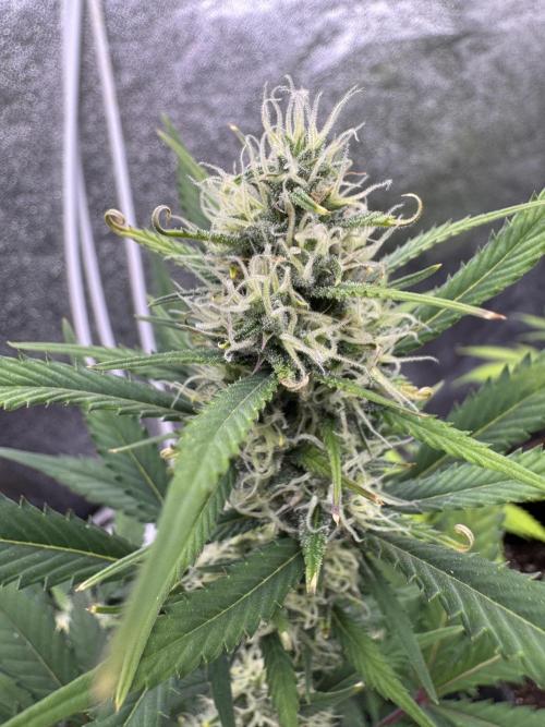 Zkittelz XL Auto - Ganja Farmer Seeds. Week 8