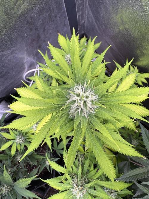 Elephant Berry Auto. Week 9