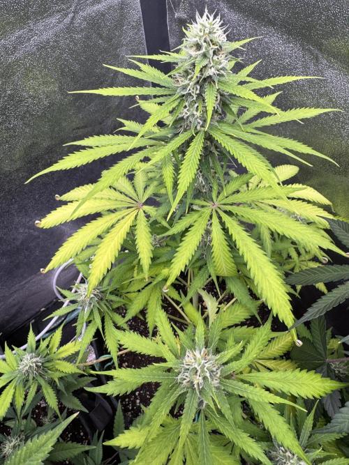 Elephant Berry Auto. Week 9