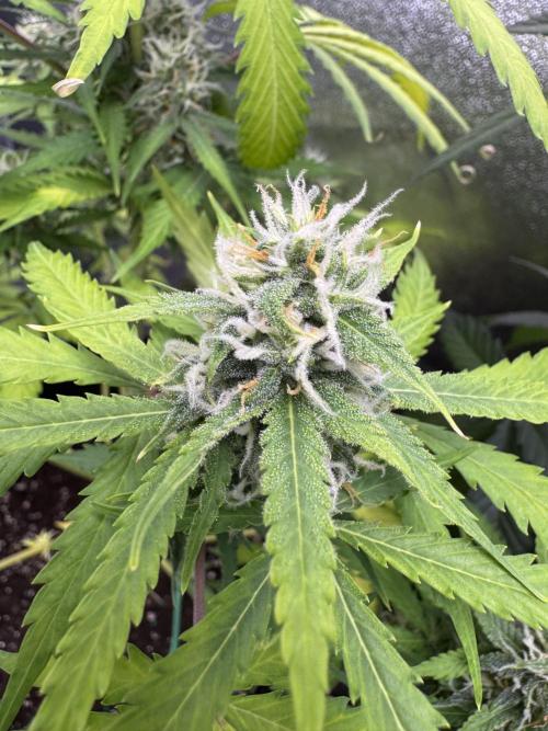 Elephant Berry Auto. Week 9