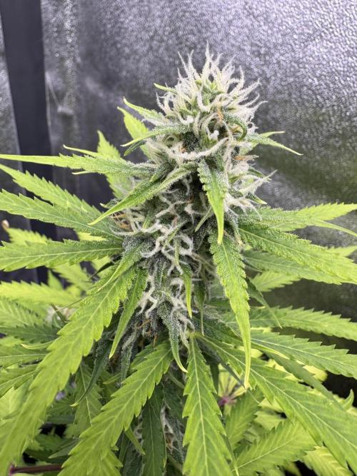 Elephant Berry Auto. Week 9